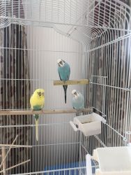 3 beautiful parakeets
