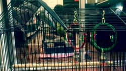 2 budgies with cage