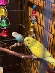2 parakeets and cage