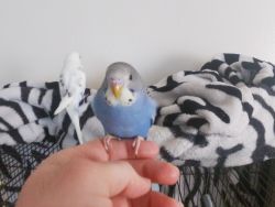 Baby budgies need a loving home