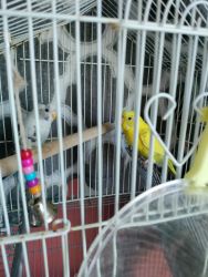 Rehome 2 parakeets FREE