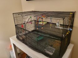 2 beautiful happy parakeets with cage