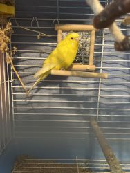 Parakeet Bird for sale