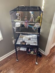 2 parakeets , large cage on stand with wheels, food, treats, toys