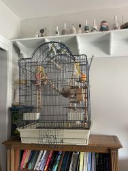Parakeets looking for a good home