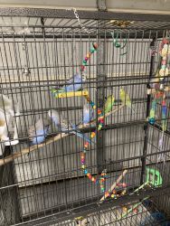 Parakeet babies