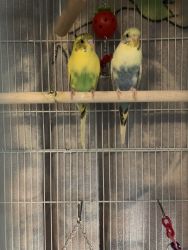 2 parakeets for sale everything included