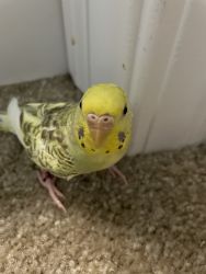 Parakeet Free to Good Home