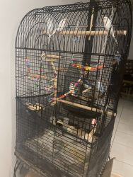 8 parakeet with cage toys & food