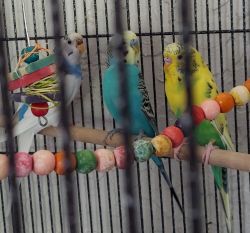 Large flight cage wit 3 beautiful,fancy parakeets, 2 years old