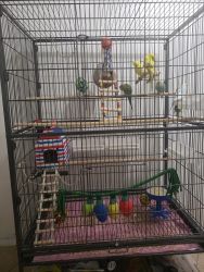 5 parakeets along with their cage and food