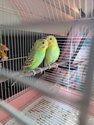 Pair of parakeet