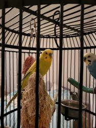 Pair of Parakeets and cage