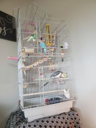Young Parakeets for sale