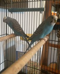 Two Blue Parakeets