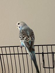 Cute parakeet blue