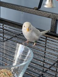 white and blue parakeet with cage