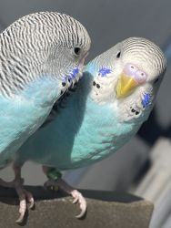 Rare Parakeets For Sale