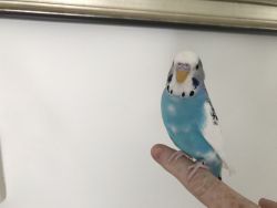 2 Parakeets to go to a loving home