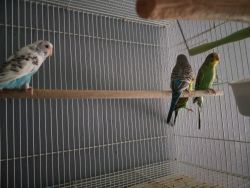 For sale 5 parakeet birds