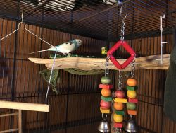 Birds, Cage and Accessories