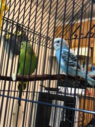 2 FREE Parakeets to a good home!