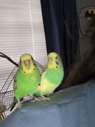 Boy & girl parakeets