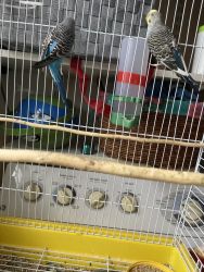 Two parakeets for 50 dollar with cage and food
