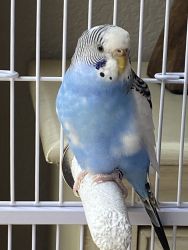 Parakeet / Budgie