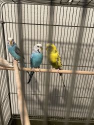 Parakeets need a new home