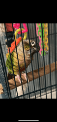Painted Parakeet