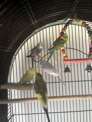 2 female budgies and 3 male budgie for sale