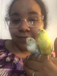 Two parakeets very bonded for sale comes with cage and food