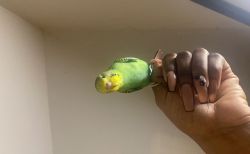 Parakeet lovers