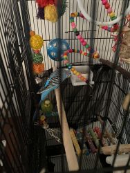2 parakeets. One blue and one yellow and green