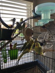 Trained parakeets for sale