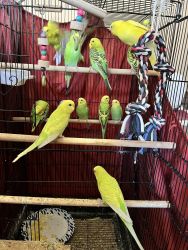 Baby parakeets, beautiful colors yellow, green,