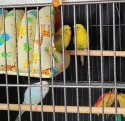 3 parakeets (2.5yo) large cage,accessories free