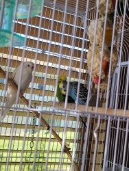 4 parakeets for sale
