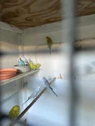 Young parakeets