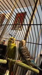 2 male parakeets plus cage and food