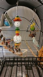 3 parakeets w/ cage