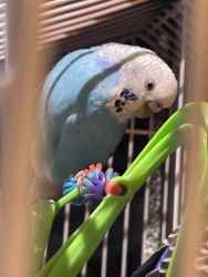 Two parakeets for sale