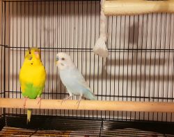 Parakeets need a new home