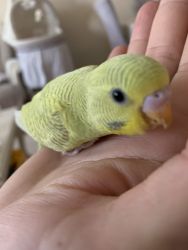 3 New born parakeets