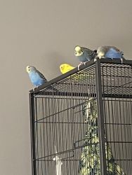 Adult & young parakeets
