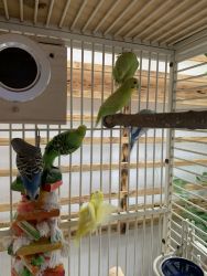 6 parakeets for sale