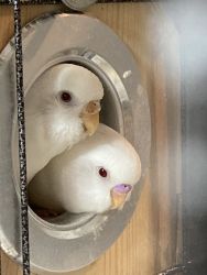 Young parakeets need new home