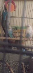 2 pet parakeets