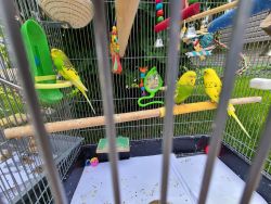 3 parakeets with cage and toys!